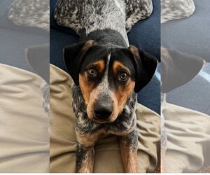 Mutt Dogs for adoption in Forest, VA, USA