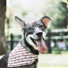 Small Alaskan Husky Mix