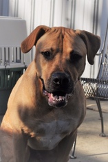 Mastador Dogs for adoption in Canton, CT, USA