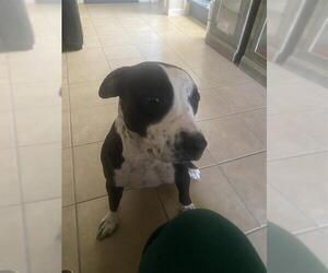 American Staffordshire Terrier Dogs for adoption in San Antonio, TX, USA