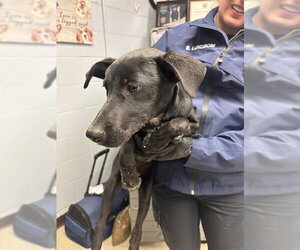 Doberman Pinscher-Unknown Mix Dogs for adoption in Stockton, CA, USA