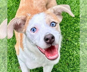 Mutt Dogs for adoption in Canton, CT, USA