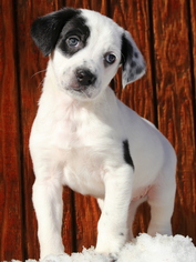 Borador Dogs for adoption in Winter Park, CO, USA