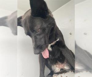 Holland Shepherd Dogs for adoption in Houston, TX, USA