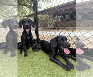 Spanador Dogs for adoption in Hilton Head, SC, USA