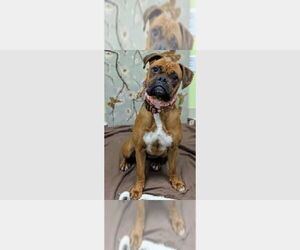 Boxer Dogs for adoption in Austin, TX, USA