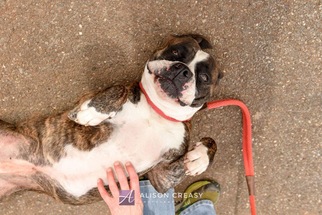 Medium Photo #1 Bulloxer Puppy For Sale in Rustburg, VA, USA
