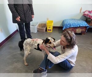 Bluetick Coonhound-Unknown Mix Dogs for adoption in Montello, WI, USA