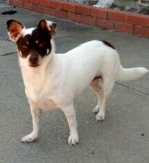 Mutt Dogs for adoption in Campbell, CA, USA