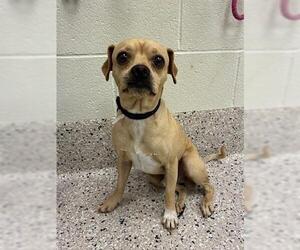 Chug Dogs for adoption in Brighton, CO, USA