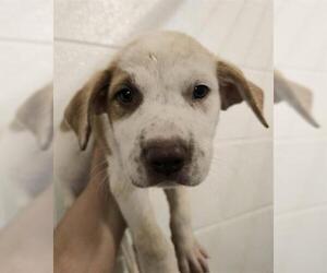 Labrador Retriever-Unknown Mix Dogs for adoption in Houston, TX, USA