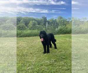 Goldendoodle Dogs for adoption in St. Louis Park, MN, USA