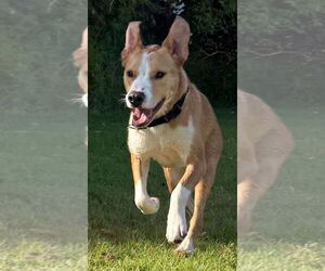 Mutt Dogs for adoption in Pasadena, CA, USA