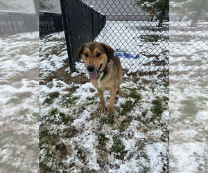 Mutt Dogs for adoption in Evansville, IN, USA