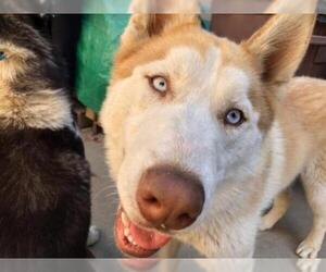 Siberian Husky Dogs for adoption in Santa Barbara, CA, USA