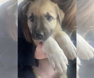 Anatolian Shepherd-Unknown Mix Dogs for adoption in OKLAHOMA CITY, OK, USA