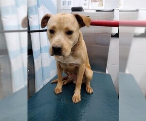 American Bulldog Dogs for adoption in Mobile, AL, USA