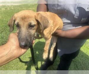 German Shepherd Dog-Unknown Mix Dogs for adoption in Houston, TX, USA