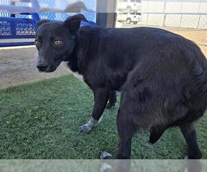 Mutt Dogs for adoption in HESPERIA, CA, USA