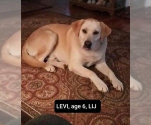 Labrador Retriever Dogs for adoption in Ellijay, GA, USA