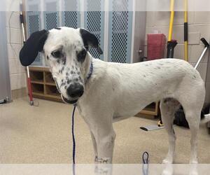 Pointer-Unknown Mix Dogs for adoption in Grand Prairie, TX, USA