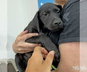 Labrador Retriever-Unknown Mix Dogs for adoption in Washington, DC, USA