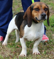 Beagle Dogs for adoption in Prattville, AL, USA