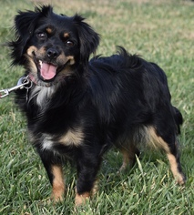 Dameranian Dogs for adoption in Palo Alto, CA, USA