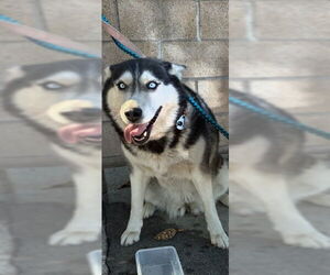 Medium Photo #2 Siberian Husky Puppy For Sale in Rancho Cucamonga, CA, USA