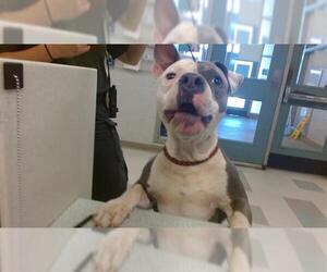 American Pit Bull Terrier Dogs for adoption in Oklahoma City, OK, USA