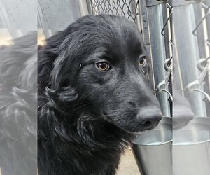 Border Collie-Maremma Sheepdog Mix Dogs for adoption in Hamilton, MT, USA