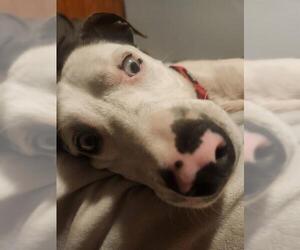 Border Collie Dogs for adoption in Louisville, KY, USA