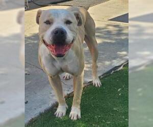 American Pit Bull Terrier Dogs for adoption in Fremont, CA, USA