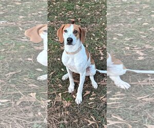English Foxhound Dogs for adoption in LOGANVILLE, GA, USA