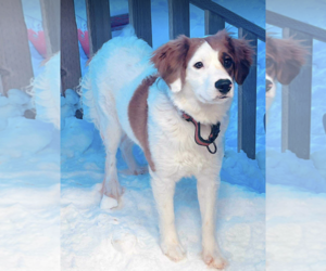 English Springer Spaniel-Unknown Mix Dogs for adoption in Anchorage, AK, USA