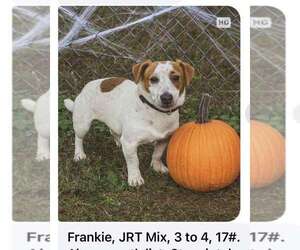 Jack Russell Terrier-Unknown Mix Dogs for adoption in Westwood, NJ, USA