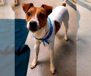 Jack Russell Terrier Dogs for adoption in Attica, NY, USA