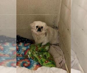 Pekingese Dogs for adoption in Athens, AL, USA