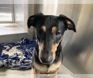 Doberman Pinscher-Unknown Mix Dogs for adoption in Orange, CA, USA