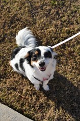 Paperanian Dogs for adoption in Pembroke, GA, USA