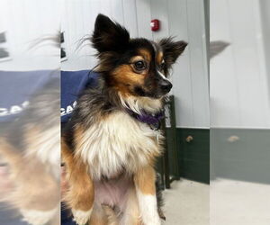 Pomeranian-Unknown Mix Dogs for adoption in Waterford, VA, USA