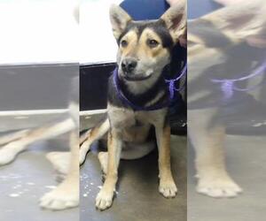 German Shepherd Dog-Unknown Mix Dogs for adoption in Tulsa, OK, USA