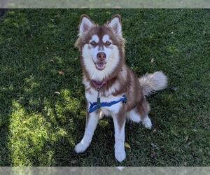 Siberian Husky Dogs for adoption in San Clemente, CA, USA