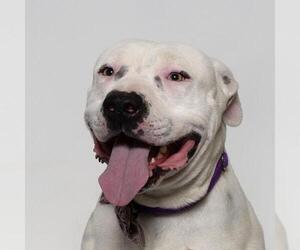 American Pit Bull Terrier Dogs for adoption in Santa Barbara, CA, USA
