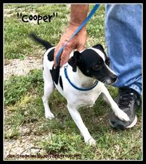Rat Terrier Dogs for adoption in Denison, TX, USA