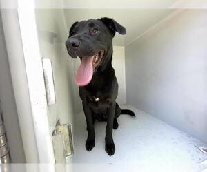 Labrador Retriever-Unknown Mix Dogs for adoption in Houston, TX, USA