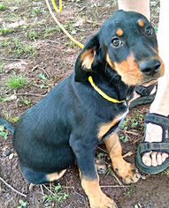 Small Coonhound