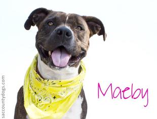 Medium Photo #1 American Pit Bull Terrier Puppy For Sale in Sacramento, CA, USA