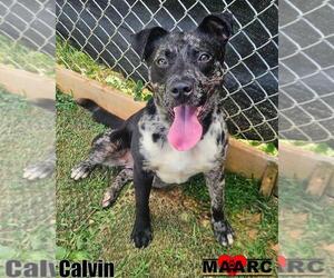 Catahoula Leopard Dog-Unknown Mix Dogs for adoption in Maryville, TN, USA