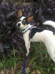 Rat Terrier Dogs for adoption in Tomball, TX, USA